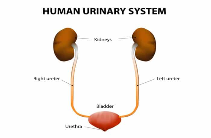 Hematuria
